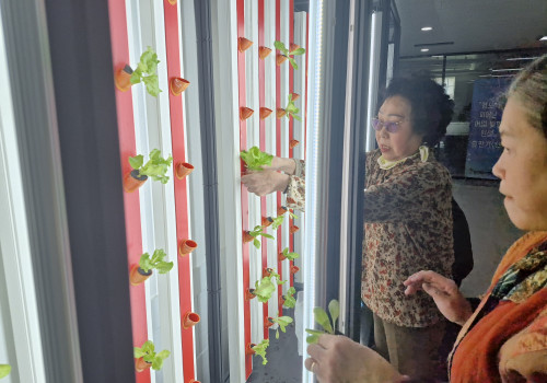 도시형 스마트팜 사업 KIUDA 모종심기